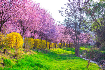 Springtime landscape in the park