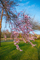 Springtime landscape in the park