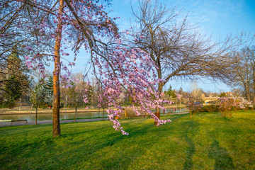 Obraz premium Springtime landscape in the park