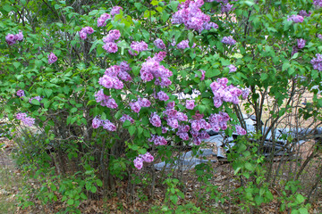 lilacs in the garden