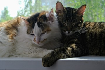  cat, kitten, animal, pet, cute, feline, domestic, kitten, fur, white, friendship, eyes, love, isolated, adorable, cute, pets, cats, portrait, young, charming, eyes, mammal, small, red, animals, gray