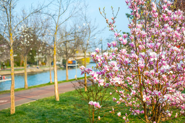 Springtime in Timisoara, Romania