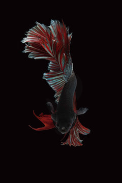 Rhythmic of the  beautiful moving moment of betta Siamese fighting fish isolated on black background