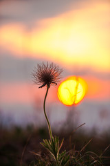 Wild flowers at the sunset