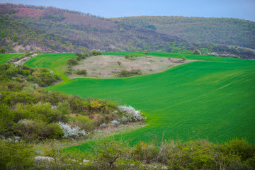 Springtime landscape