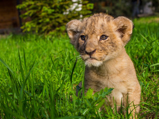 Little lion cub walks in the wild.