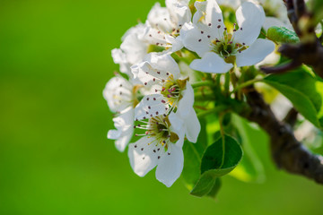 Beautiful flowers in the garden
