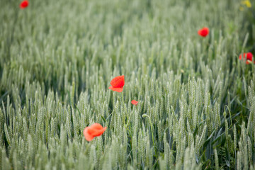 Red poppiees in yellow wheat field.