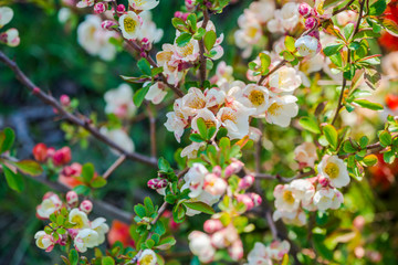 Beautiful flowers in the garden