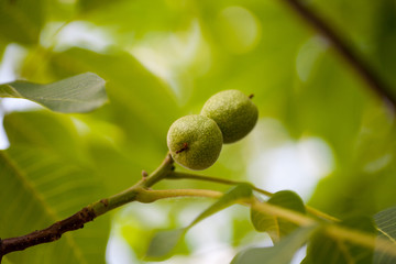 Green unripe walnuts