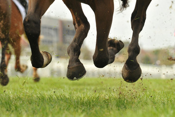 Horse racing action