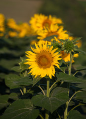 Big beautiful sunflowers