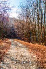 Autumn landscape in the forest