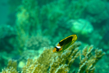 sea fish near coral, underwater