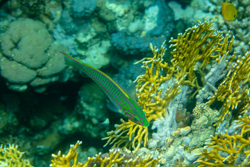 sea fish near coral, underwater