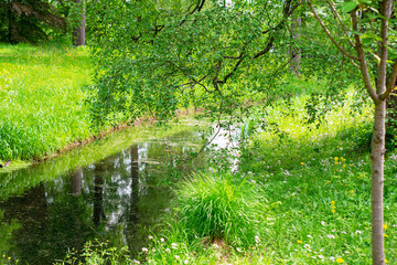 Obraz premium View of a small narrow river and near growing trees on a warm spring or summer day