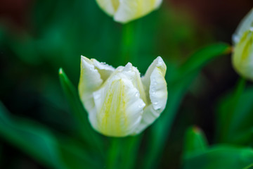 Obraz premium Flowers in the garden at the springtime