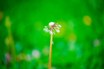 Flowers in the garden at the springtime