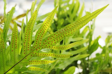Close up of greenery fern leaves with spores selective focus