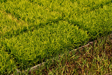 Rice seedlings in nursery boxes before transplanting in Japan