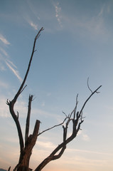 Dead Trees in the forest around a lake