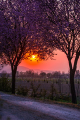 Wild cherry flowers at the springtime