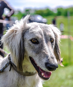 Dog of the Kazakh Hunting Hound breed. Tazy