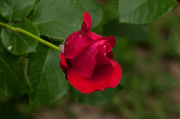 Beautiful red rose with green leaves in nature.Background