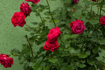 Beautiful red rose with green leaves in nature.Background