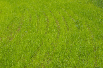 Fototapeta premium Fresh Morning green field grass. Fresh Morning green field grass