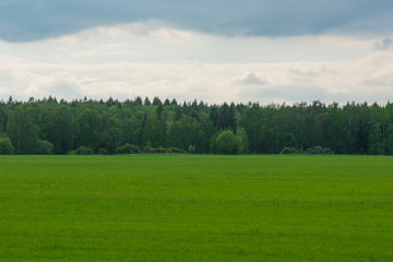 nature landscape of the field, forest and cloud sky