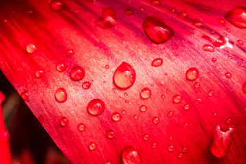 Water drops on tulip petals. Beautiful background for computer screen saver.