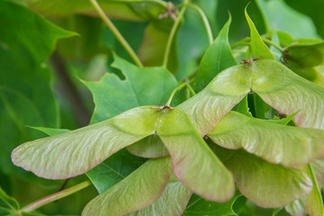 Maple seeds. The close-up of maple seeds