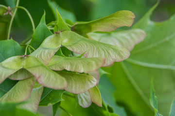Maple seeds. The close-up of maple seeds