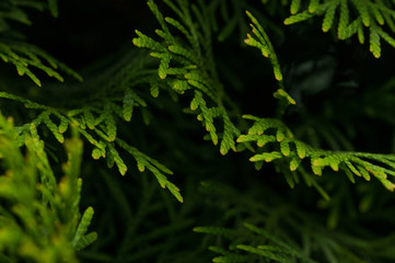 Green leaves of a fir tree.Background