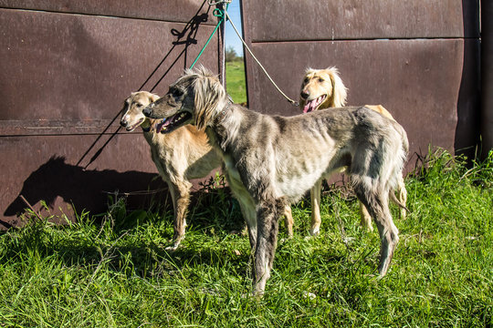 Dog of the Kazakh Hunting Hound breed. Tazy