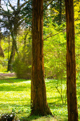 Landscape in the park