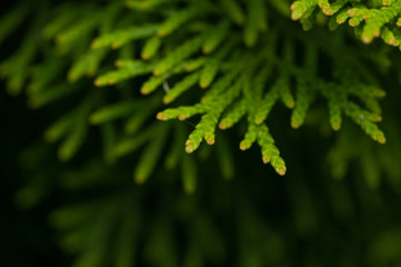 Green leaves of a fir tree.Background