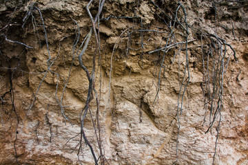 Stratigraphic section of the soil with layers and roots of trees.