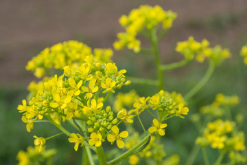 Close up of Yellow field flowers. Yellow field flowers