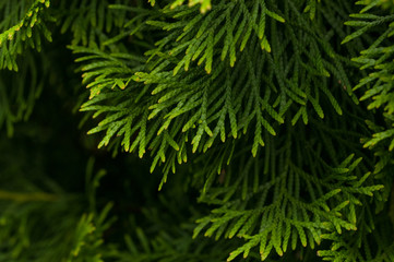 Fototapeta na wymiar Green leaves of a fir tree.Background