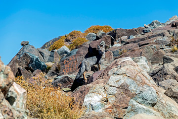Fox on the summit of Cerro la Campana in La Campana National park in central Chile, South America