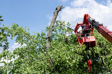 Tree pruning and sawing by a man with a chainsaw standing on the platform of a mechanical chairlift.