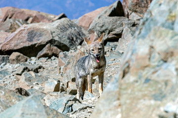 Obraz premium Fox on the summit of Cerro la Campana in La Campana National park in central Chile, South America