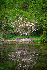 Springtime in the park