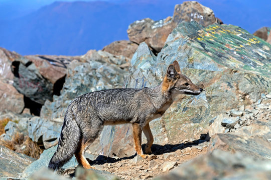 Fox on the summit of Cerro la Campana in La Campana National park in central Chile, South America