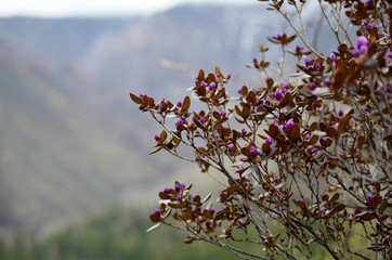 Bright pink, blooming Rhododendron Ledebour or it is also called Maralnik
