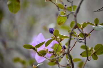 Bright pink, blooming Rhododendron Ledebour or it is also called Maralnik