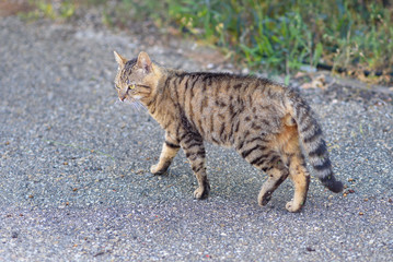 Cat walking down the street. Side view.