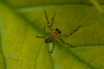 A small spider standing on a green leaf.Insect.Background